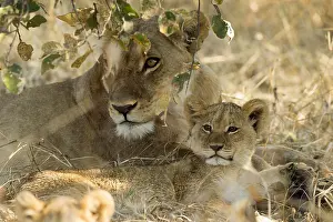 Pride: Lioness and cub - resting - Botswana, Africa