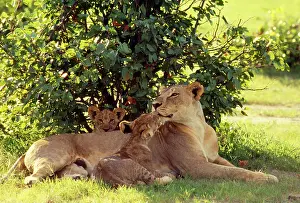 Rest: Lioness - with cubs