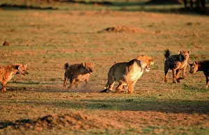 Hyaenas: Lioness - Having confrontation with Spotted Hyaena