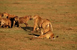 Hyaenas: Lioness - having confrontation with Spotted Hyaena