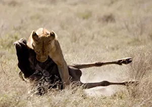 Wildebeests: Lioness kills a Wildebeest