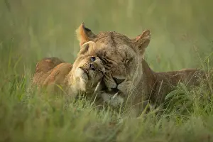 Greeting: Lioness and lion cub greeting (Panthera leo)