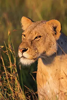 Narok: Lioness (Panthera leo), animal portrait, Masai Mara