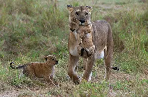 Motherhood: Lion