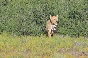 Infant: Lioness (Panthera leo), carrying her cub in her