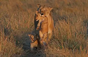 Motherhood: Lion