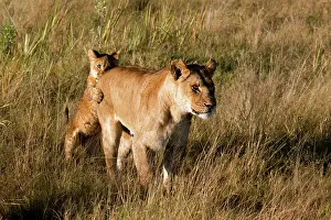 Interacting: Lion