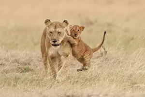 Plays: Lioness (Panthera leo), with cub, playing, Maasai