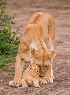 Meat: Lioness (Panthera leo) with cub in the Serengeti