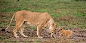Meat: Lioness (Panthera leo) with cub in the Serengeti