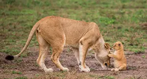 Meat: Lioness (Panthera leo) with cub in the Serengeti