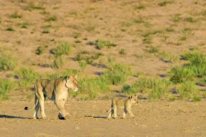 Focussed: Lion