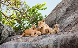 Meat: Lioness (Panthera leo) and her cubs on a big roc