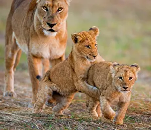 Litters: Lioness (Panthera leo) with cubs. Okavango Delta