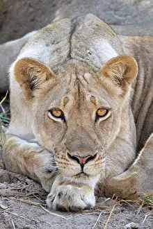 Luangwa: Lioness (Panthera leo) face. The animal looks into