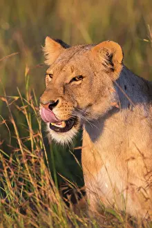Narok: Lioness (Panthera leo) licking her mouth, animal