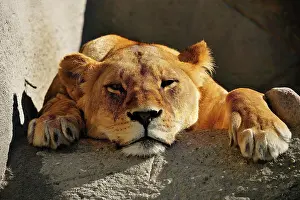 Bored: Lioness (Panthera leo), lies on rock and looks bored