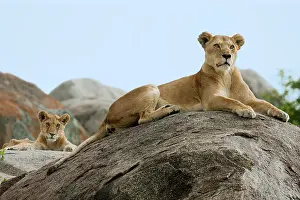 Foreground: Lioness (Panthera leo) with a lion cub on a rock
