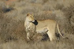 Mata: Lion