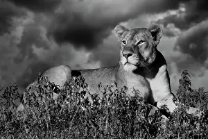 Landmarks: Lioness (Panthera leo) on the lookout, Okavango