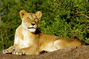 Krugerpark: Lion