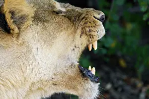 Shows: Lioness (Panthera leo) shows her fangs, teeth. C