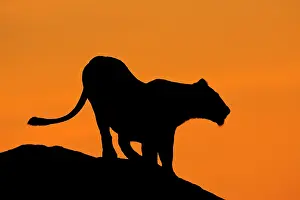 Kopje: Lioness )Panthera leo) silhouetted