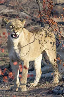 Snarling: Lion
