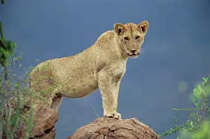 Tsavo: Lion