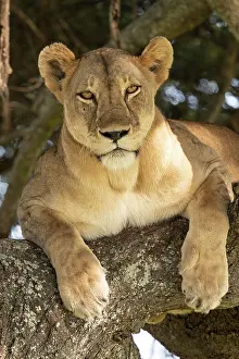 Tarangire: Lioness (Panthera leo) on tree, Tarangire Nation