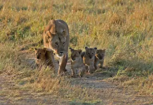 Lioness: Lion