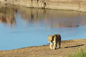 Sabie: Lion