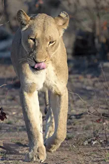 Bushland: Lion