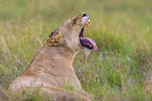 Tired: Lioness (Panthera leo) yawning, Masai Mara National