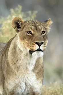 Pride: Lioness - portrait at early morning - Botswana, Africa