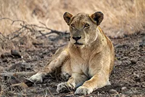 Lions: Lioness resting, Kruger National Park