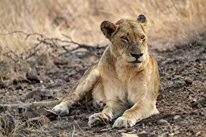 Lions: Lioness resting, Kruger National Park