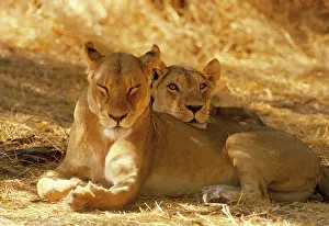 Shut: Lioness - sisters resting