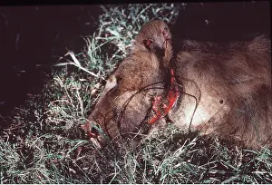 Trapped: LIONESS snared by poachers
