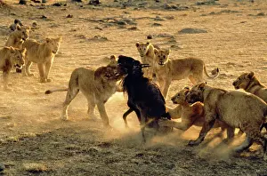 Prides: Lioness - teaching cubs how to kill