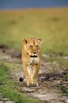 Lincoln: Lioness walking alone, Panthera leo, Masai