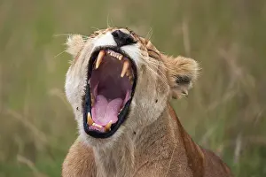 Opened: Lioness, yawning, Massai Mara, Serengeti, Rift Valley