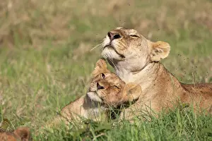 Parc: LIONESS AND YOUNG