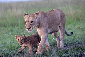 Parc: LIONESS AND YOUNG