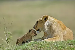 Loving: Lioness and young cub, Panthera Leo, Masai