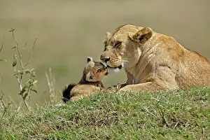 Snuggle: Lioness and young cub, Panthera Leo, Masai