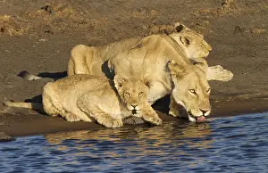 Crouched: Lioness and two young (Panthera leo) drinking a