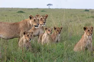 Flin: LIONESS AND YOUNGS