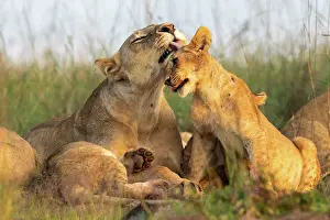 Personne: LIONESS AND YOUNGS