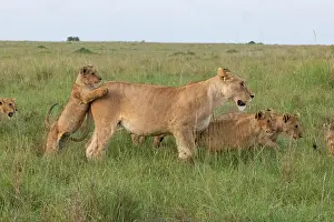 Flin: LIONESS AND YOUNGS